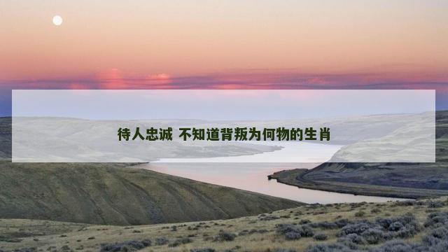 待人忠诚 不知道背叛为何物的生肖
