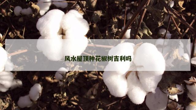 风水屋顶种花椒树吉利吗