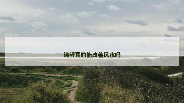 锦鲤真的能改善风水吗