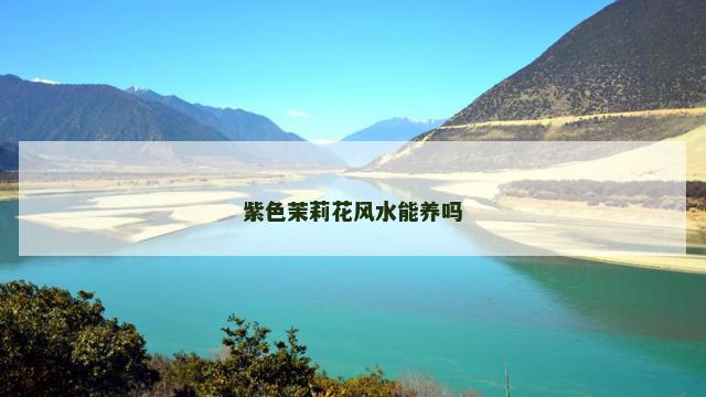 紫色茉莉花风水能养吗