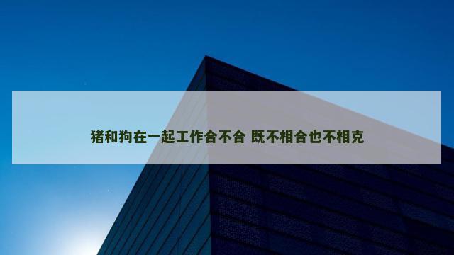 猪和狗在一起工作合不合 既不相合也不相克