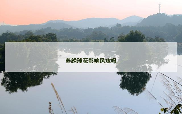 养绣球花影响风水吗