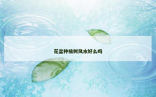 花盆种榆树风水好么吗