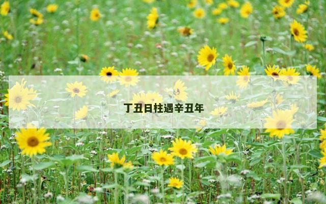 丁丑日柱遇辛丑年