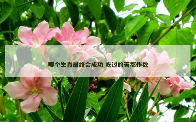 哪个生肖最终会成功 吃过的苦都作数