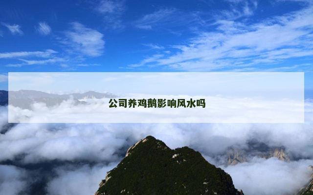 公司养鸡鹅影响风水吗
