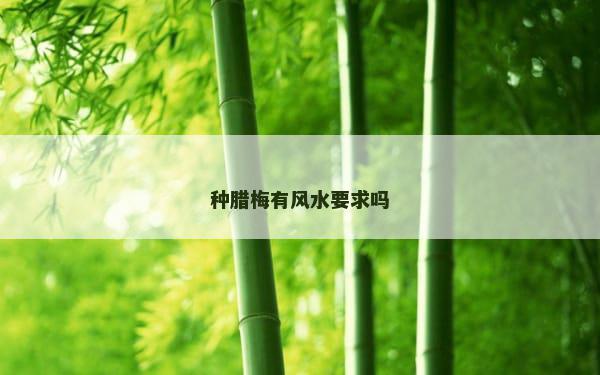 种腊梅有风水要求吗