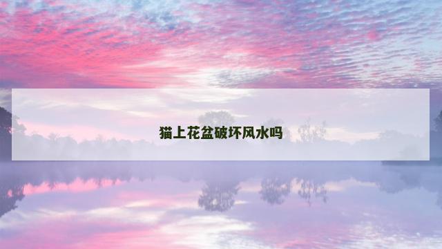 猫上花盆破坏风水吗