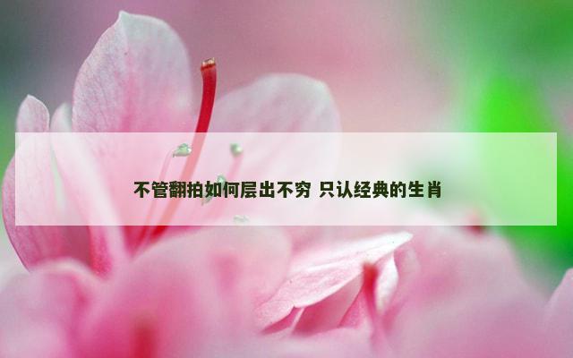 不管翻拍如何层出不穷 只认经典的生肖