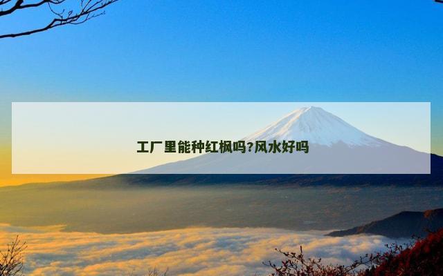 工厂里能种红枫吗?风水好吗