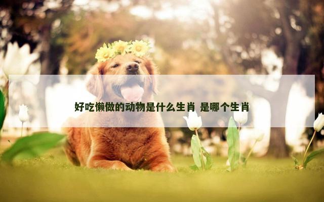 好吃懒做的动物是什么生肖 是哪个生肖
