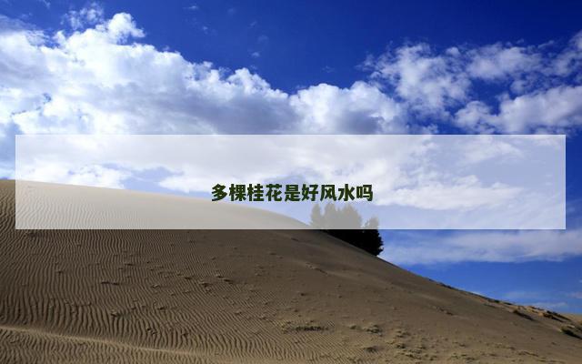 多棵桂花是好风水吗