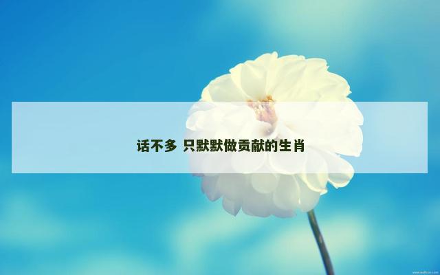 话不多 只默默做贡献的生肖