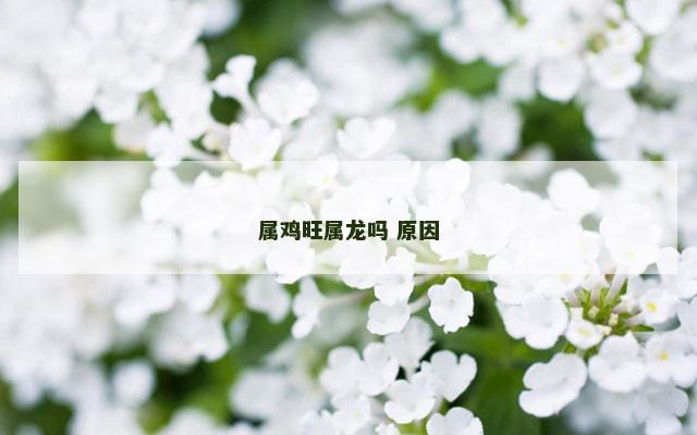 属鸡旺属龙吗 原因