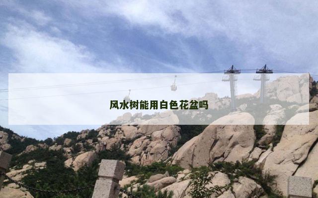 风水树能用白色花盆吗