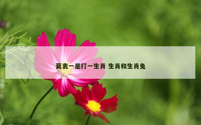 莫衷一是打一生肖 生肖和生肖兔