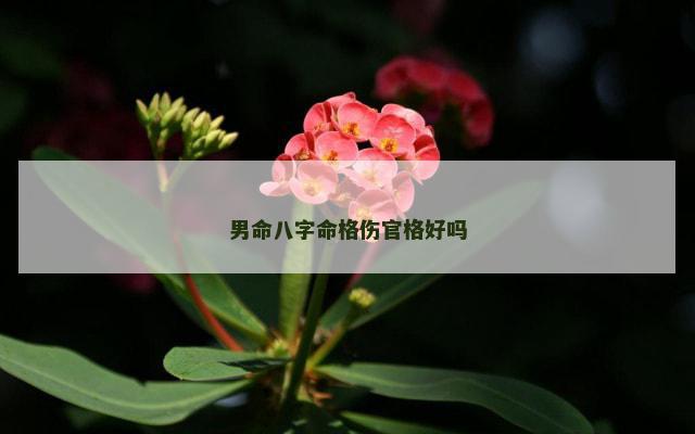 男命八字命格伤官格好吗
