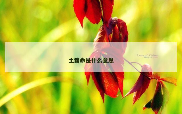 土猪命是什么意思
