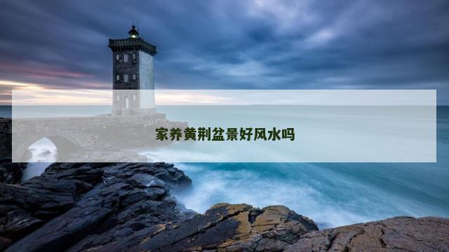 家养黄荆盆景好风水吗