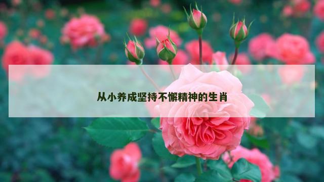 从小养成坚持不懈精神的生肖