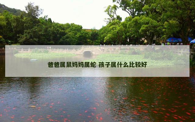 爸爸属鼠妈妈属蛇 孩子属什么比较好