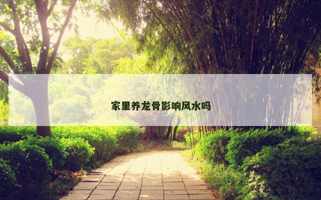 家里养龙骨影响风水吗