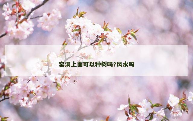 窑洞上面可以种树吗?风水吗