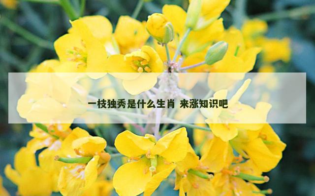 一枝独秀是什么生肖 来涨知识吧