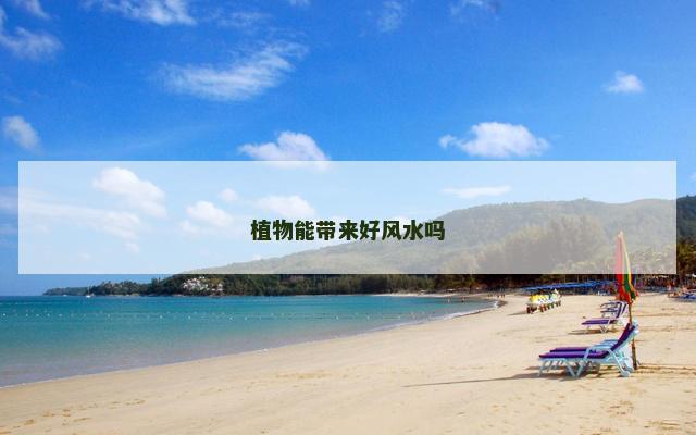 植物能带来好风水吗