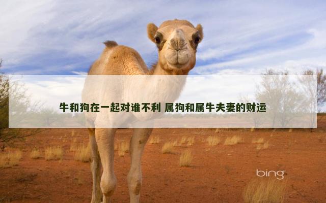 牛和狗在一起对谁不利 属狗和属牛夫妻的财运