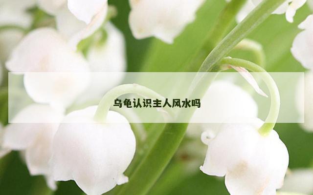 乌龟认识主人风水吗
