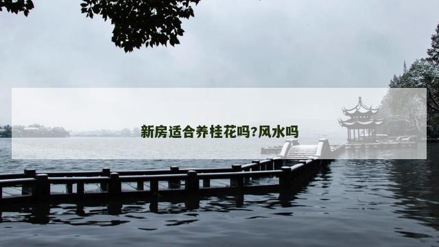 新房适合养桂花吗?风水吗