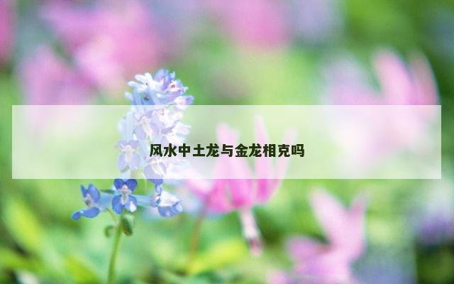 风水中土龙与金龙相克吗