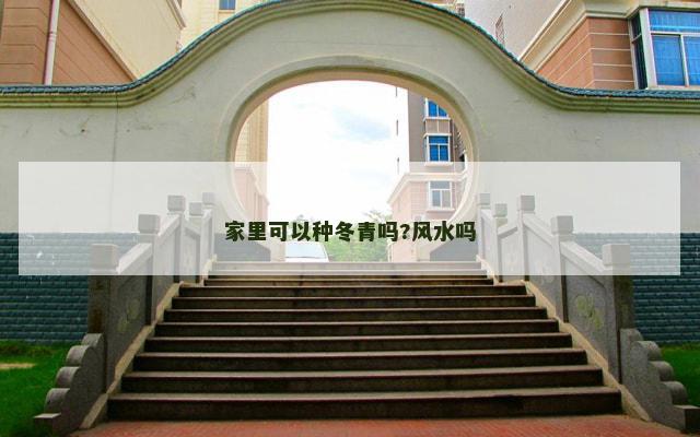 家里可以种冬青吗?风水吗