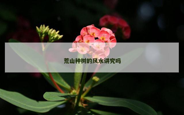 荒山种树的风水讲究吗