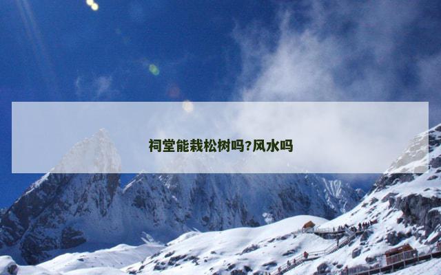 祠堂能栽松树吗?风水吗