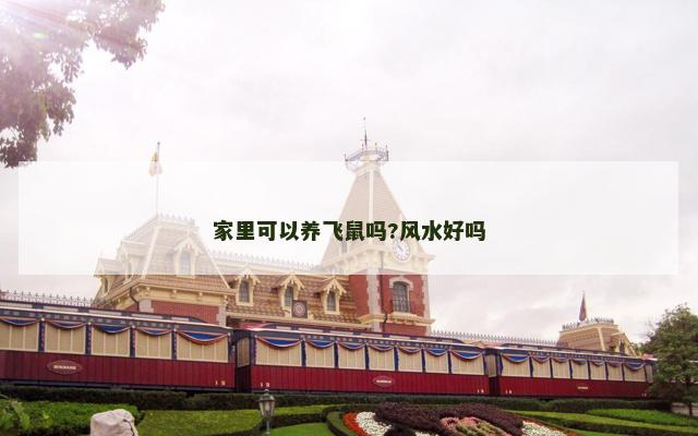 家里可以养飞鼠吗?风水好吗