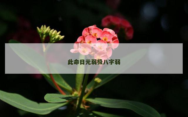 此命日元弱极八字弱