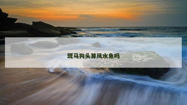 斑马狗头算风水鱼吗