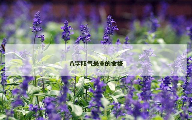 八字阳气最重的命格