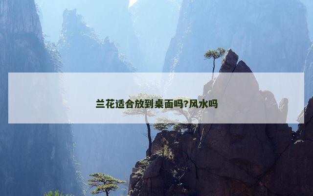 兰花适合放到桌面吗?风水吗