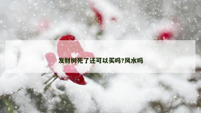 发财树死了还可以买吗?风水吗