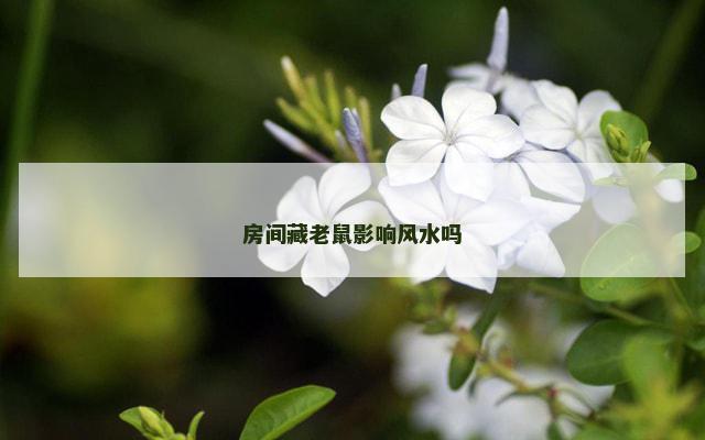 房间藏老鼠影响风水吗