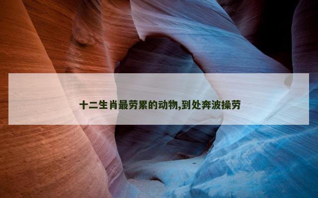 十二生肖最劳累的动物,到处奔波操劳