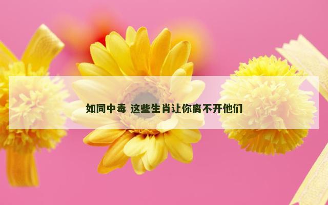 如同中毒 这些生肖让你离不开他们