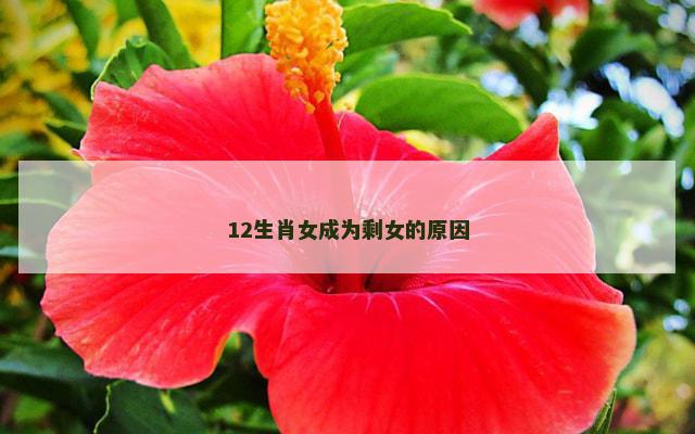 12生肖女成为剩女的原因