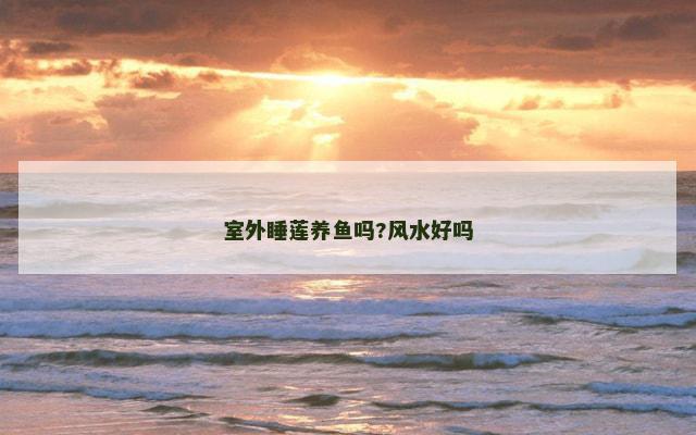 室外睡莲养鱼吗?风水好吗