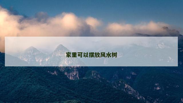 家里可以摆放风水树