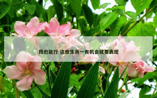 我也能行 这些生肖一有机会就要表现