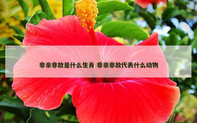 非亲非故是什么生肖 非亲非故代表什么动物